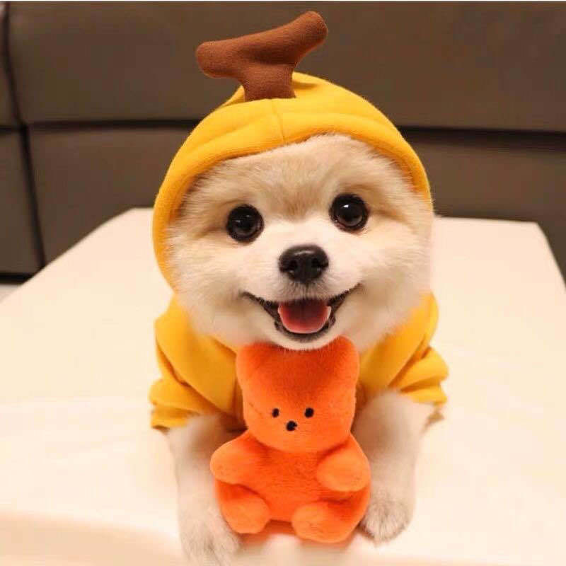 Cute Fruit Dog Hoodies for Small Dogs: Winter Warm Fleece Pet Clothing in Various Designs